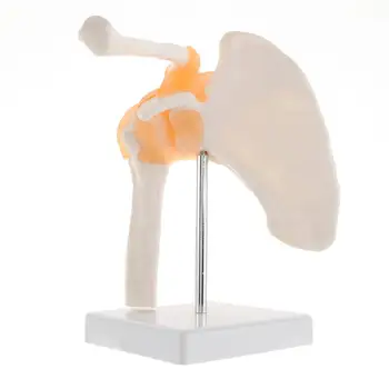 Funkčná Anatomická Životnej Veľkosti Ľudskej Anatómie Kostra Ramenného Kĺbu, Kostí, Svalov Model Pre Výučbu Študijných Nástroj